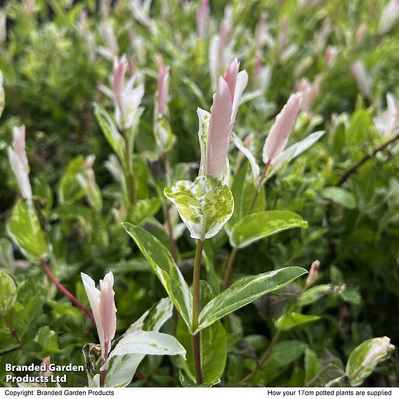 Salix integra 'Hakuro-nishiki'