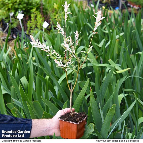 Salix integra 'Hakuro-nishiki'