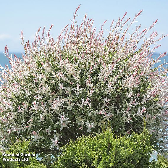 Salix integra 'Hakuro-nishiki'