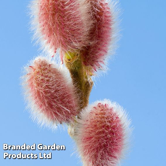 Salix gracilistyla 'Mount Aso'