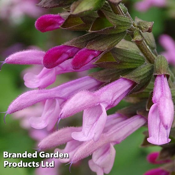 Salvia 'Pink Amistad'