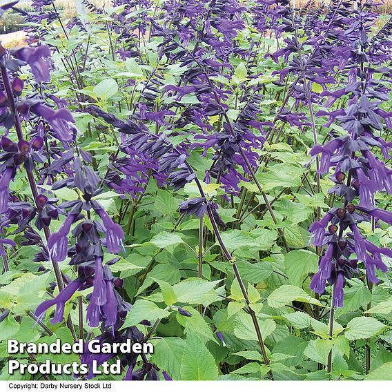 Salvia 'Amistad'