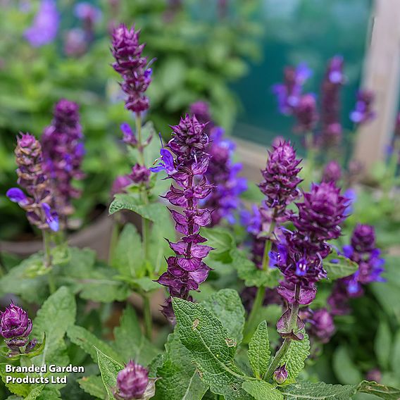 Salvia nemorosa 'Blue Marvel'