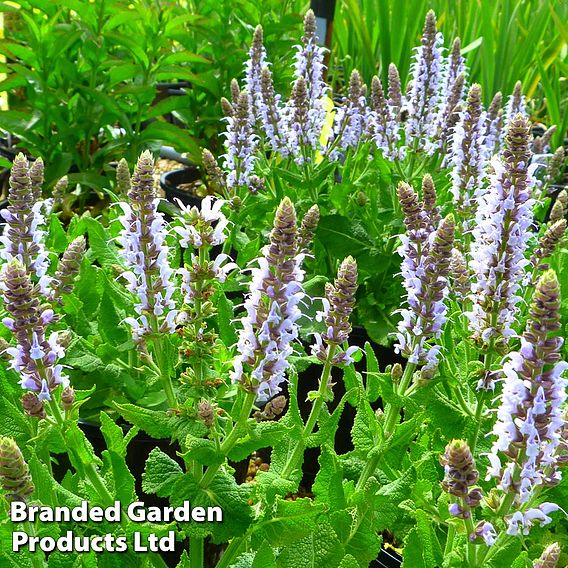 Salvia nemorosa 'Bumblesky'