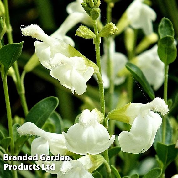 Salvia 'Clotted Cream'