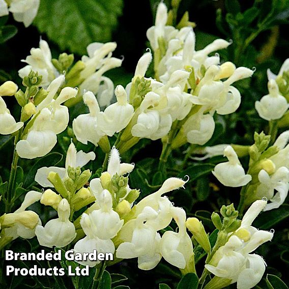 Salvia 'Clotted Cream'