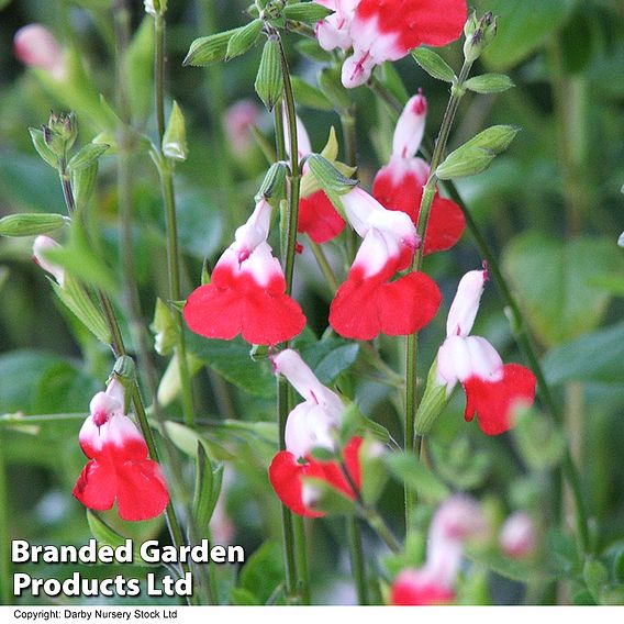 Salvia 'Hot Lips'