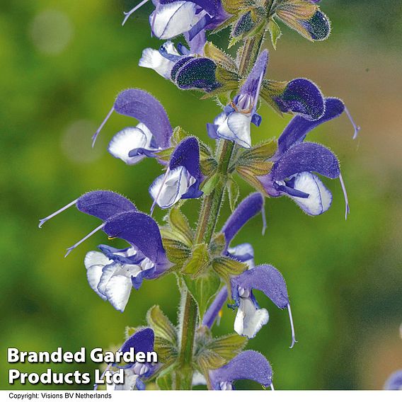 Salvia pratensis 'Madeline'