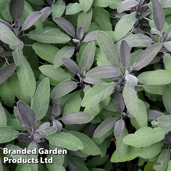 Sage 'Purpurea' | Suttons