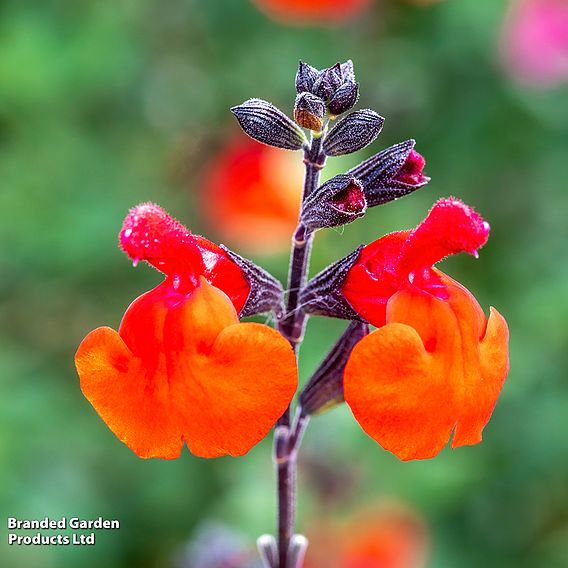 Salvia 'Royal Bumble'