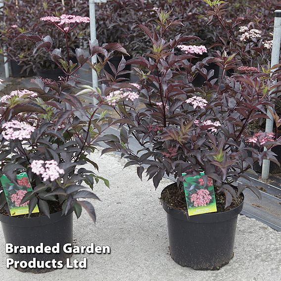 Sambucus nigra f. porphyrophylla 'Black Beauty'