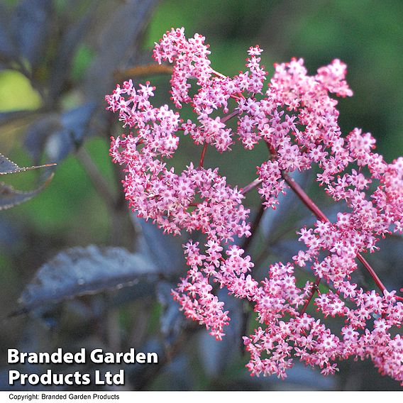 Sambucus nigra f. porphyrophylla 'Black Beauty'