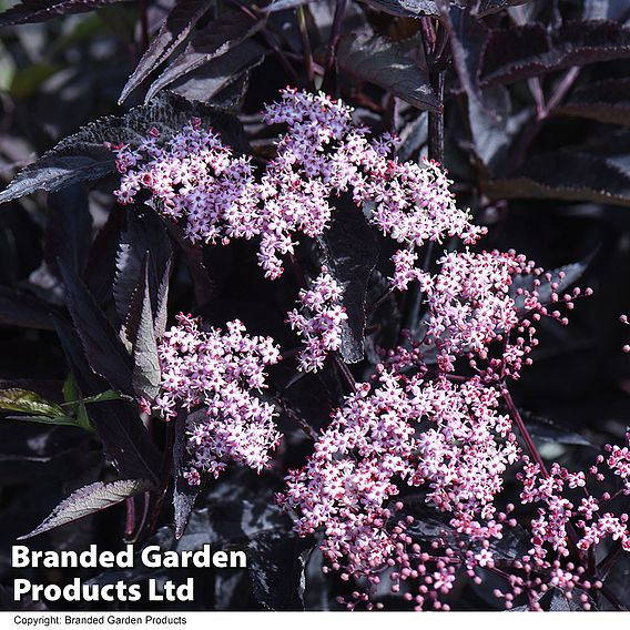 Sambucus nigra f. porphyrophylla 'Black Beauty'