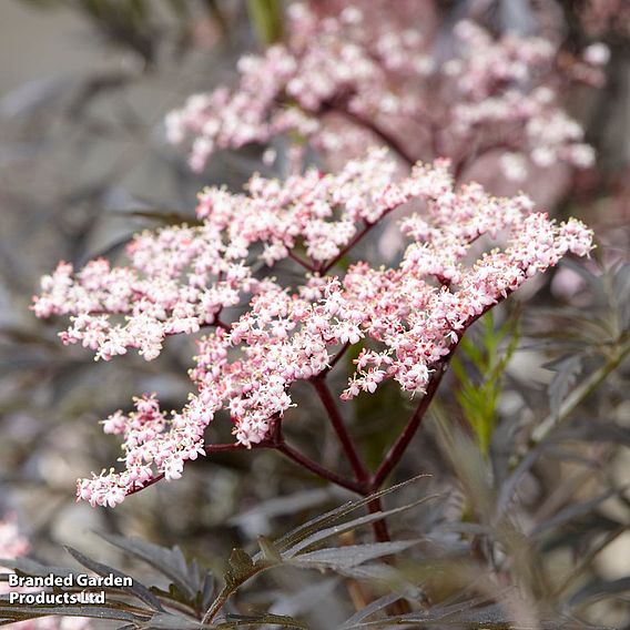 Sambucus nigra f. porphyrophylla 'Black Lace'