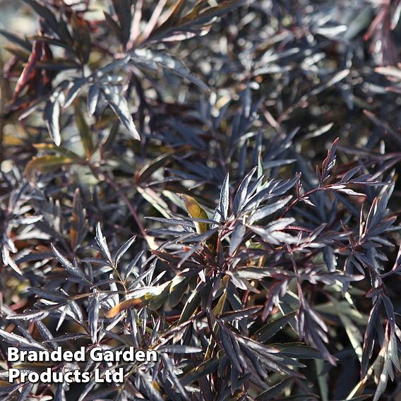 Sambucus nigra f. porphyrophylla 'Black Lace'