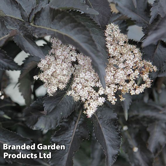 Sambucus nigra f. porphyrophylla 'Black Tower'