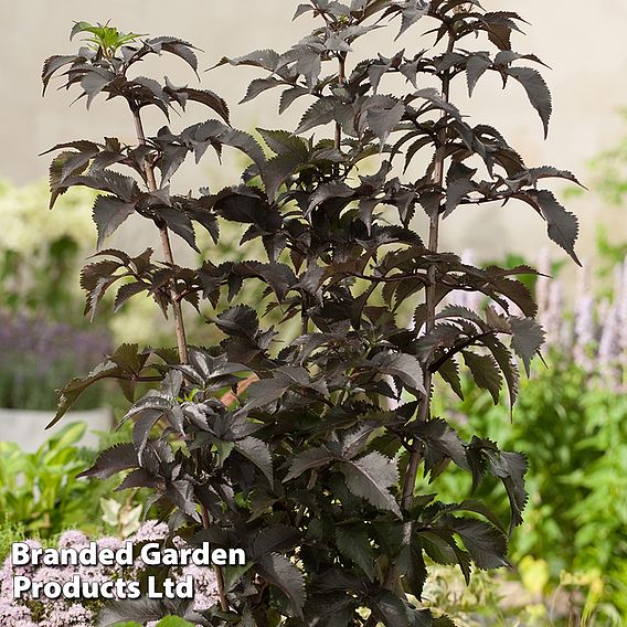 Sambucus nigra f. porphyrophylla 'Black Tower'