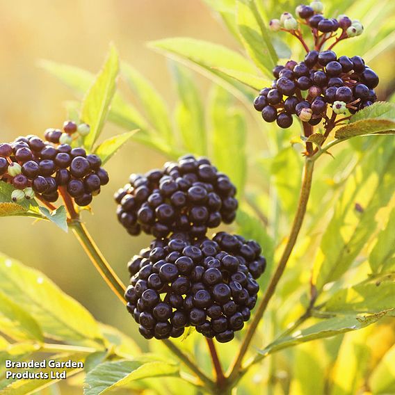 Sambucus nigra 'Golden Tower'