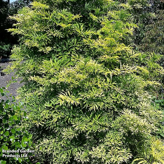 Sambucus nigra 'Golden Tower'