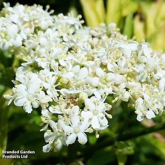 Sambucus nigra 'Golden Tower'