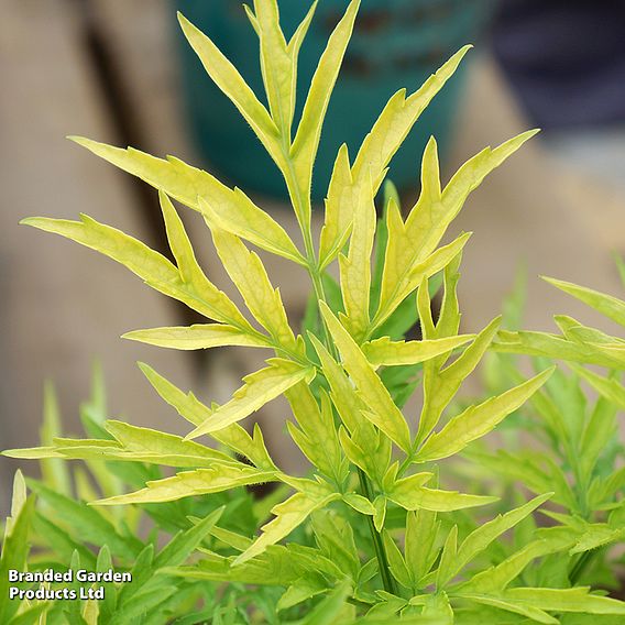 Sambucus nigra 'Golden Tower'