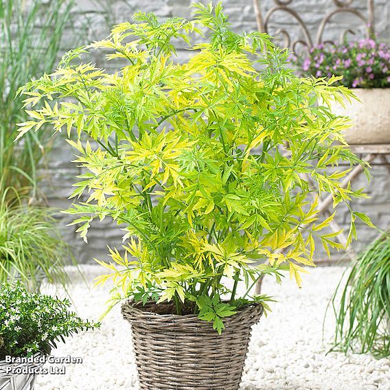 Sambucus nigra 'Golden Tower'