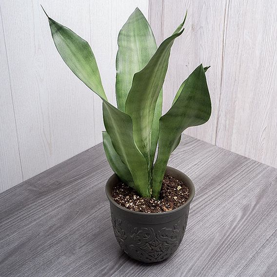 Sansevieria trifasciata 'Moonshine'