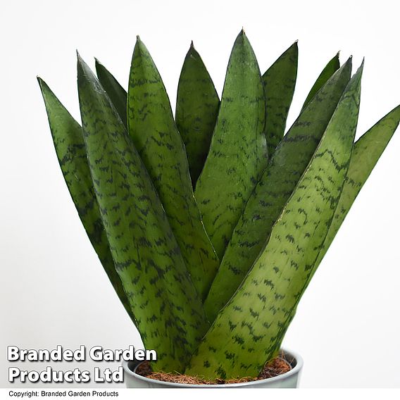 Sansevieria zeylanica