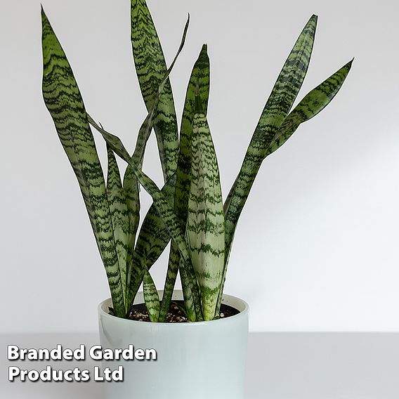 Sansevieria zeylanica