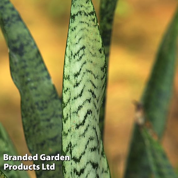 Sansevieria zeylanica