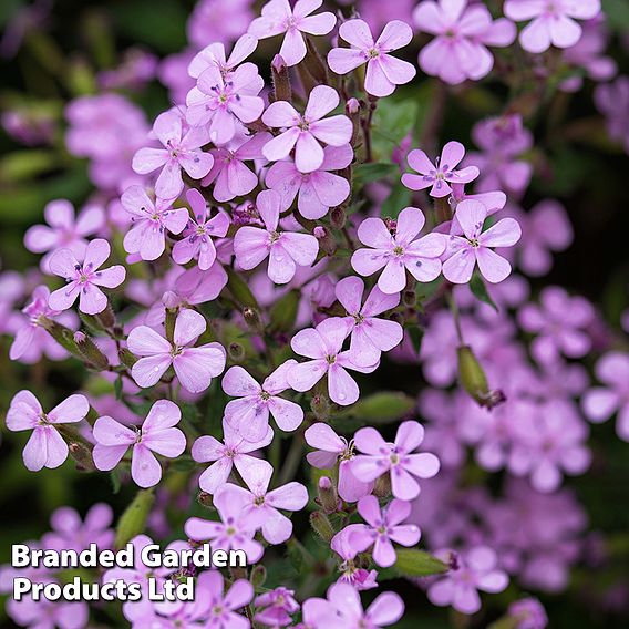 Saponaria ocymoides