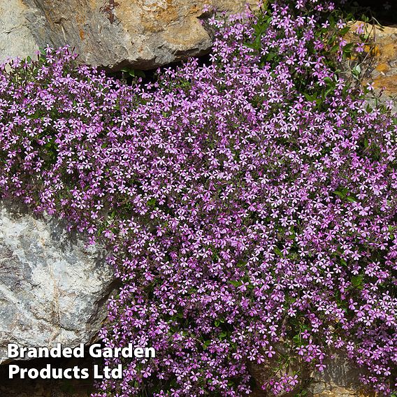 Saponaria ocymoides