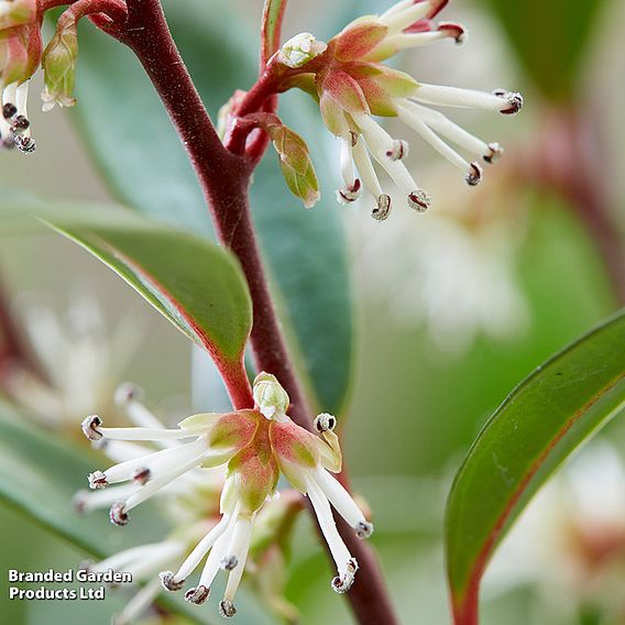 Sarcococca hookeriana 'Purple Gem'