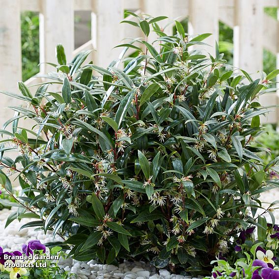 Sarcococca hookeriana 'Purple Gem'