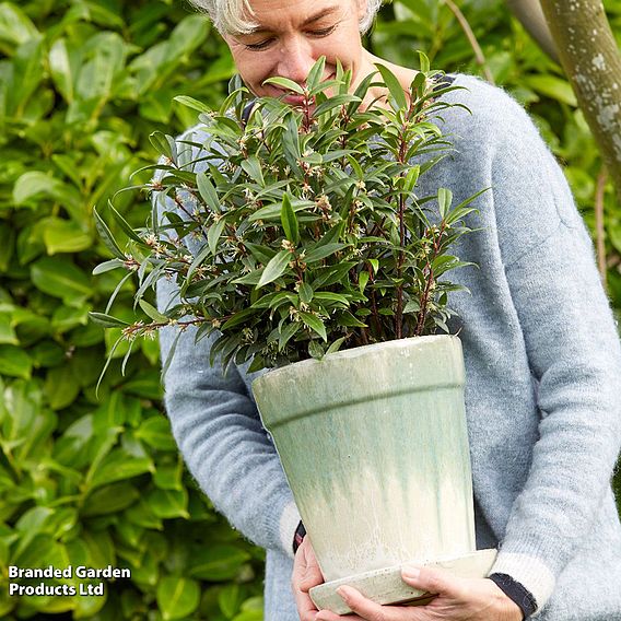 Sarcococca hookeriana 'Purple Gem'