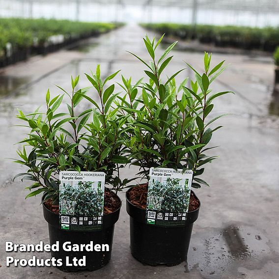 Sarcococca hookeriana 'Purple Gem'