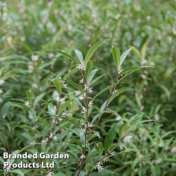 Sarcococca hookeriana var. digyna 'Purple Stem'