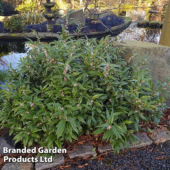 Sarcococca hookeriana 'Winter Gem'