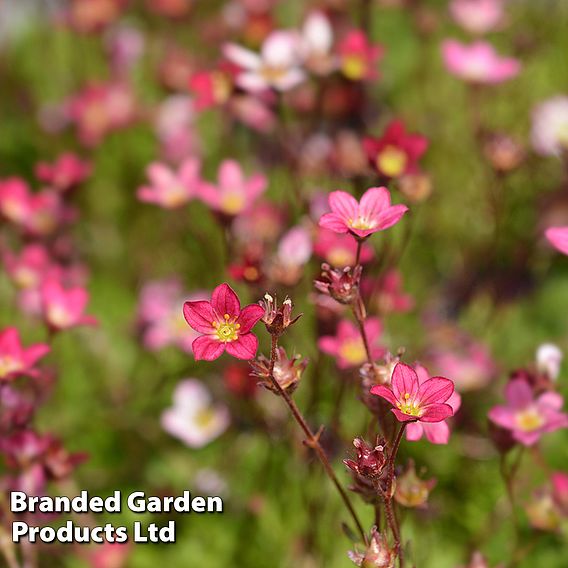 Saxifraga 'Peter Pan'