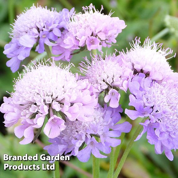 Scabiosa columbaria 'Misty Butterflies'