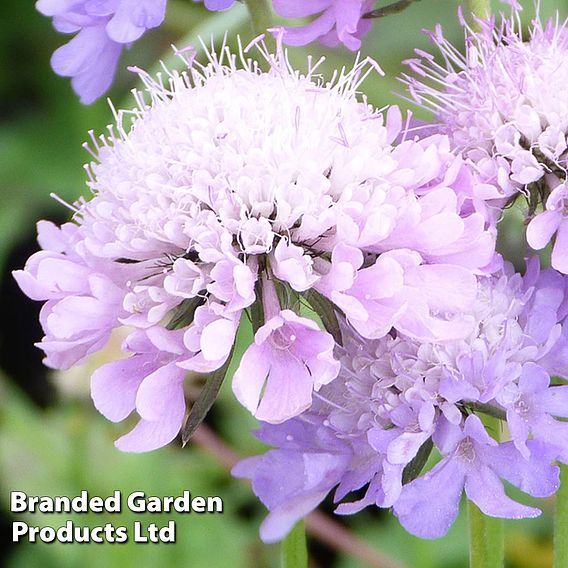 Scabiosa columbaria 'Misty Butterflies'