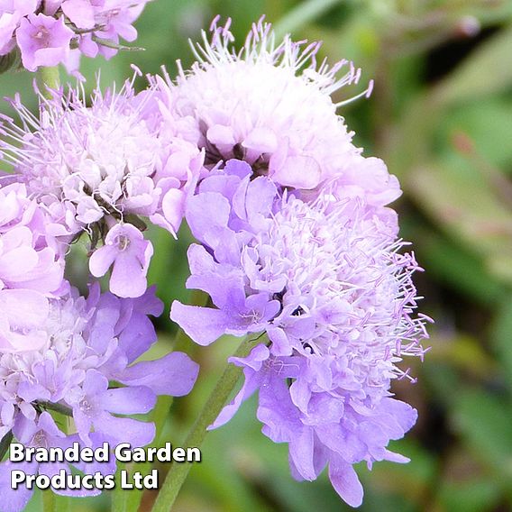 Scabiosa columbaria 'Misty Butterflies'