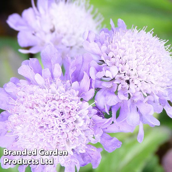 Scabiosa columbaria 'Pincushion Blue'