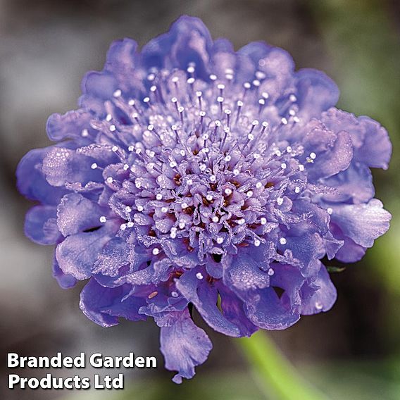 Scabiosa 'Blue'