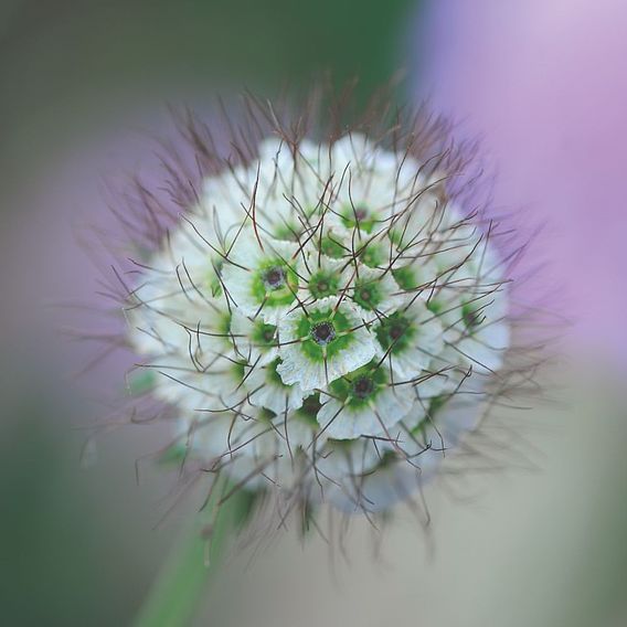 Scabious 'Kudos Collection'