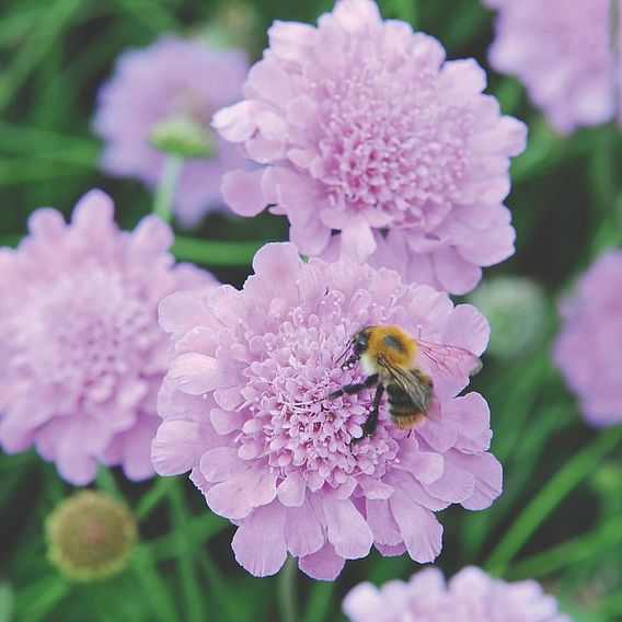 Scabious 'Kudos Collection'