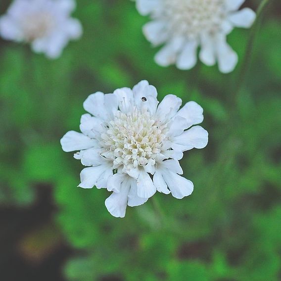 Scabious 'Kudo White'