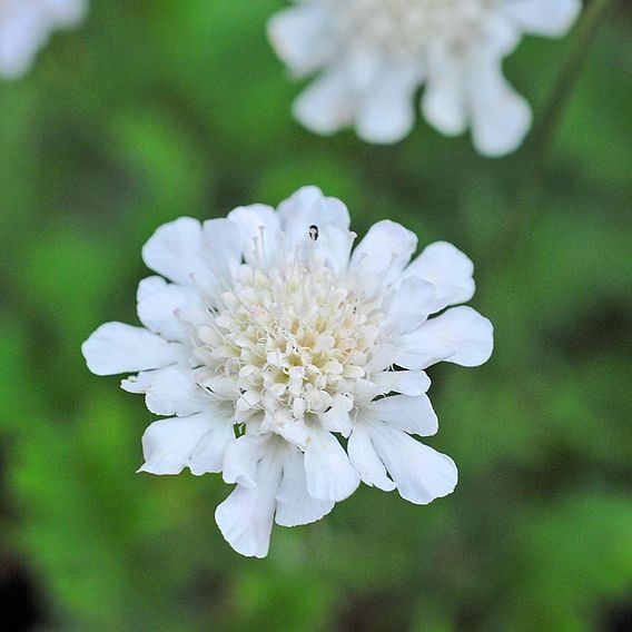 Scabious 'Kudo White'