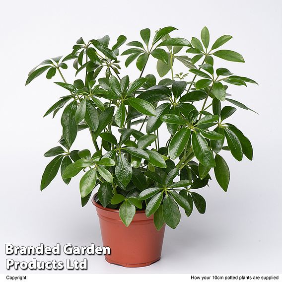 Schefflera arboricola | Suttons