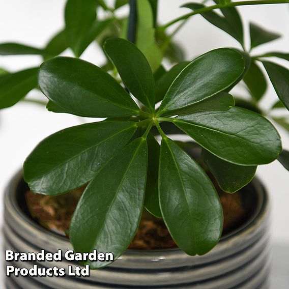 Schefflera arboricola 'Nora'